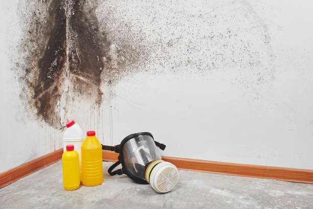 Trusted Sisseton, SD Mold Remediation Experts