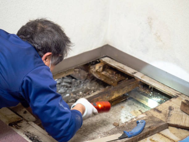 Best HVAC Mold Remediation in Sisseton, SD
