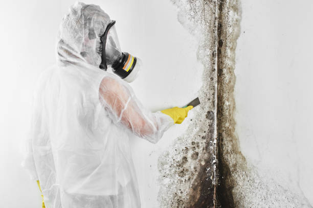 Best White Mold Remediation in Sisseton, SD