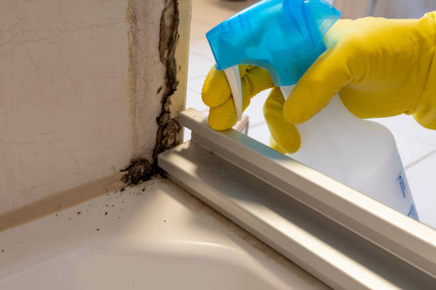 Best Commercial Mold Remediation in Sisseton, SD