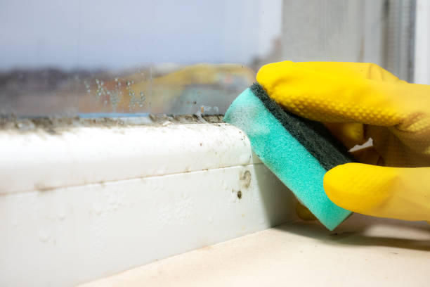 Best Mold Remediation for Specific Building Types in Sisseton, SD