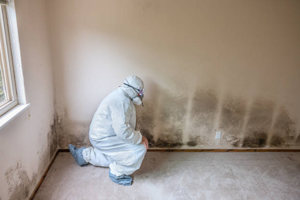 Best Attic Mold Remediation in Sisseton, SD