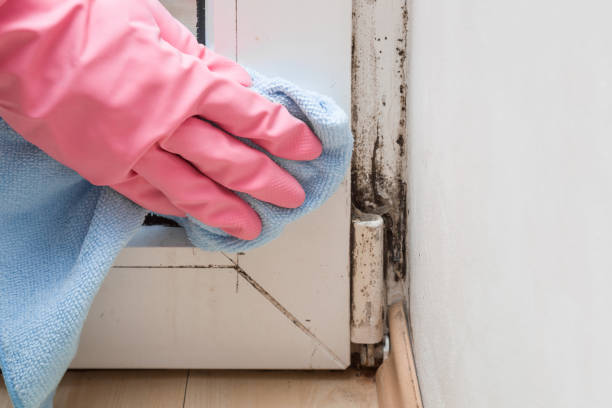 Best Post-Flood Mold Remediation in Sisseton, SD